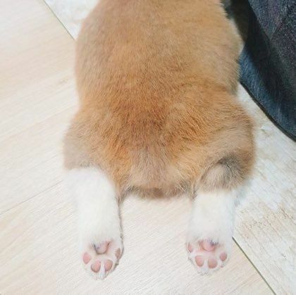 각종 엉덩이 모음_2.jpg