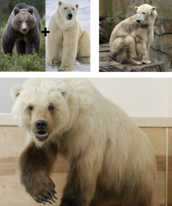 북극곰+그리즐리 베어=????.jpg_3.jpeg