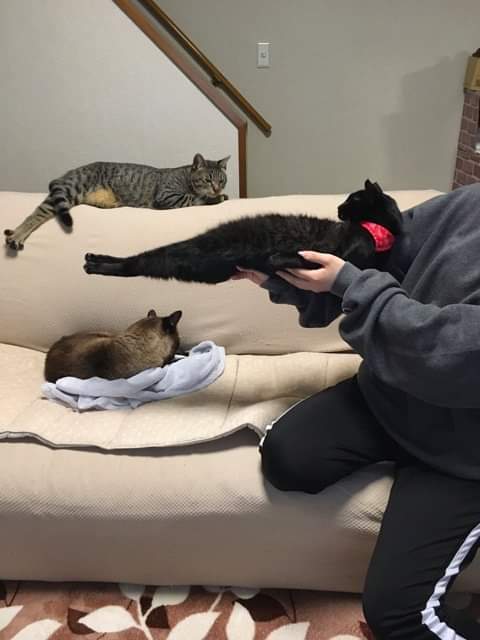 절대 굽히지 않는 고양이.jpg_1.jpg