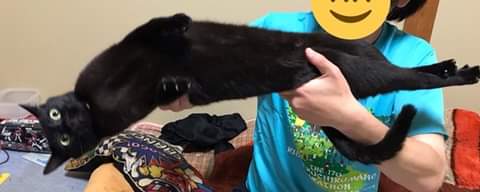 절대 굽히지 않는 고양이.jpg_3.jpg