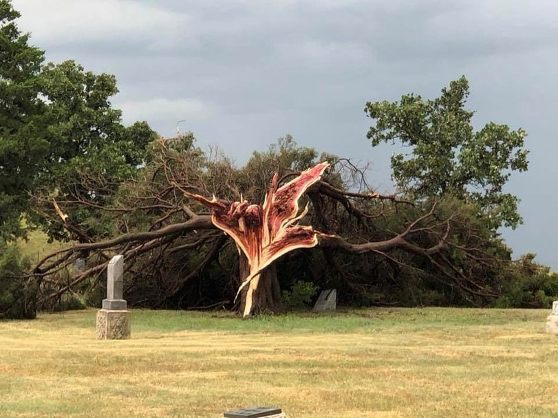 дерево-Кедр-после-урагана-5388431.jpeg