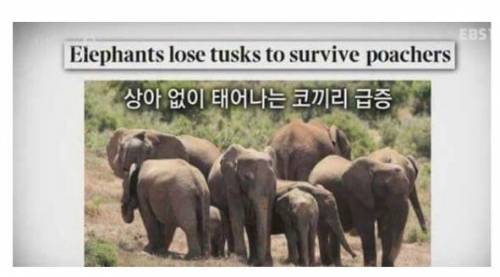 코끼리 상아의 변천사.jpg_15.jpg