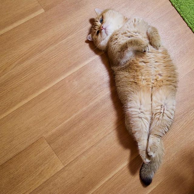 hosico_6.jpg