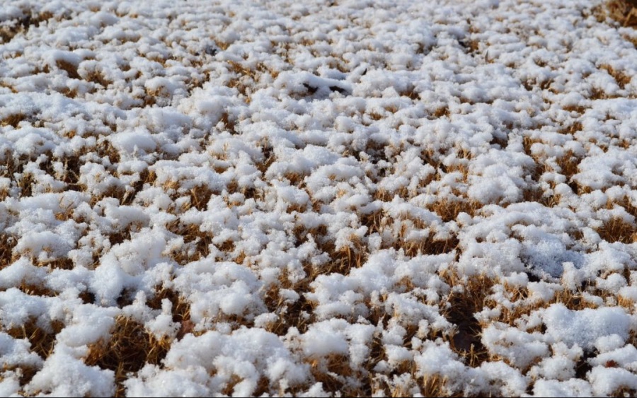 성경에 나오는 만나의 정체가 뭐냐_1.jpeg