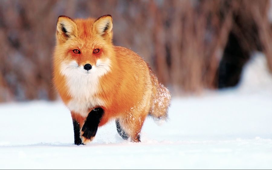 Winter-snow-little-fox_1920x1200.jpg