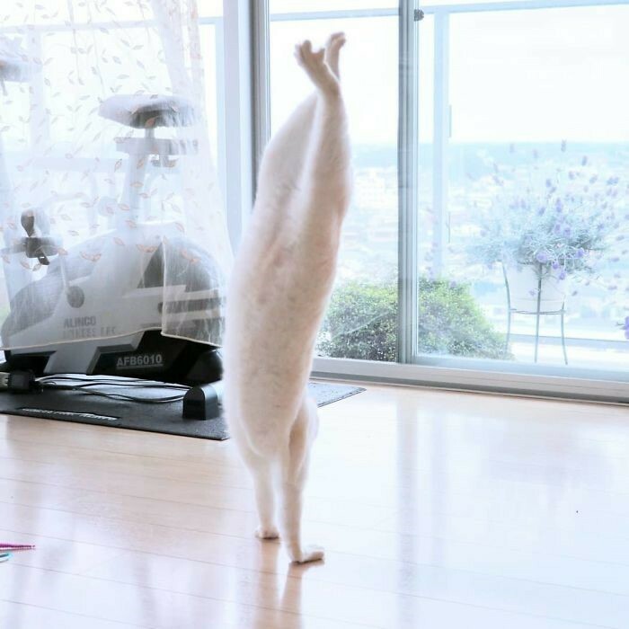 특이점이 온 고양이_1.jpg