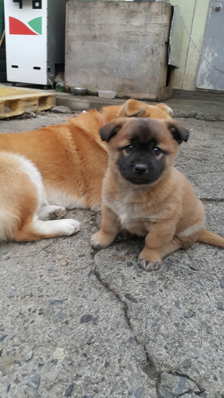 시골 똥개 특징jpg