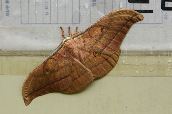 외국인들이 한국 오면 놀라는것_3.jpeg