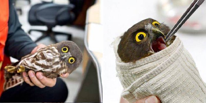 간지 vs 커엽_2.jpg