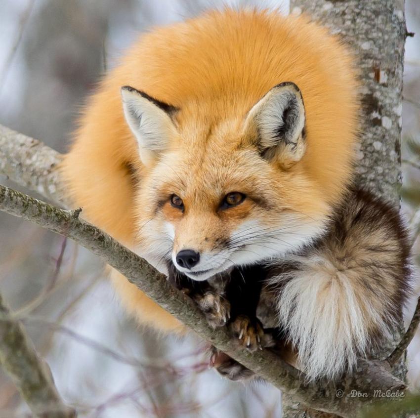 여우 보고가_3.jpeg