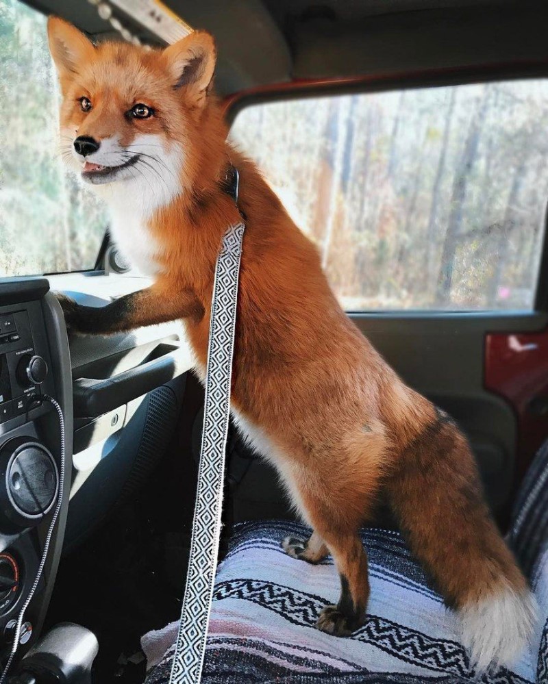 여우 보고가_9.jpg