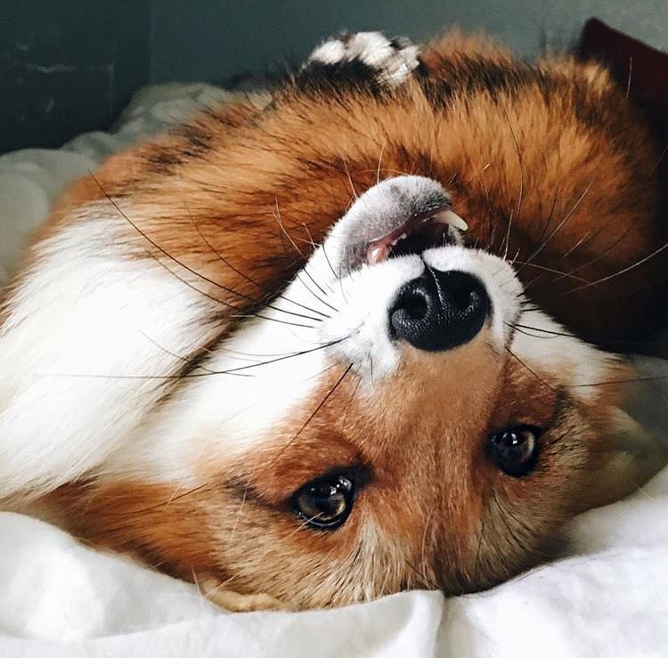 여우 보고가_17.jpg