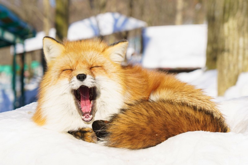 여우 보고가_22.jpg