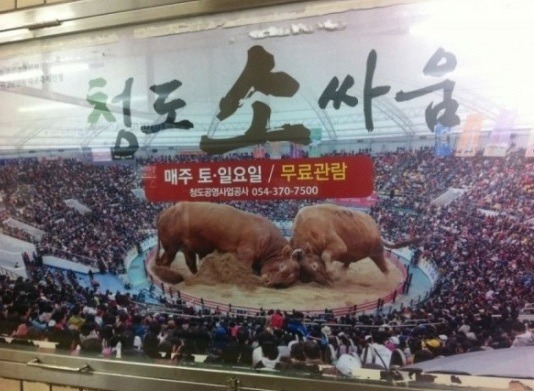 소가 너무 커 - 한국의 평범한 소들의 싸움.jpg