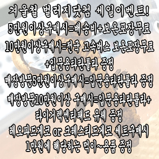파충류 애완곤충전문농장 벌러지닷컴 실내사육으로 축양한 건강한 왕사마귀약충 대량입고_4.jpg