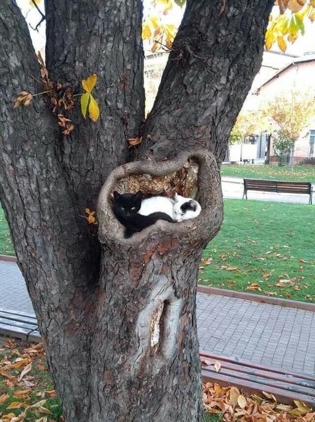 자다 깬 기념으로 유게에서 모은 고양이 짤 모음_3.jpg