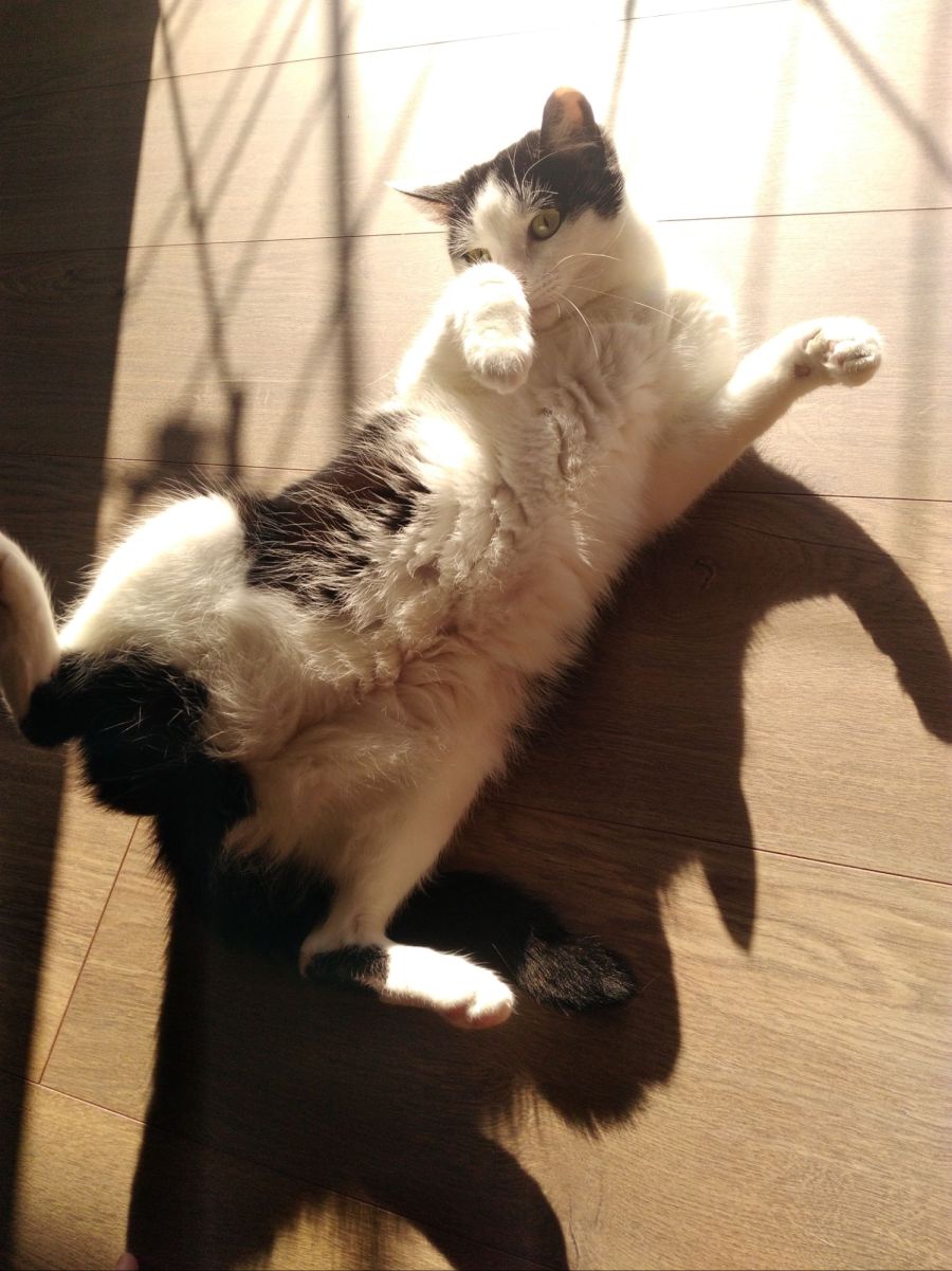 자다 깬 기념으로 유게에서 모은 고양이 짤 모음_8.jpg