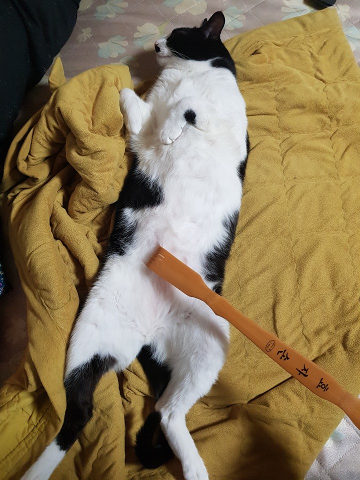 자다 깬 기념으로 유게에서 모은 고양이 짤 모음_9.jpg
