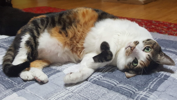 자다 깬 기념으로 유게에서 모은 고양이 짤 모음_13.jpg