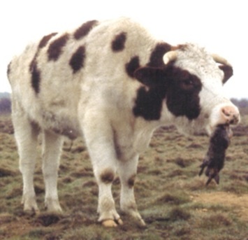 비건이 빡대가리인 이유_2.jpg