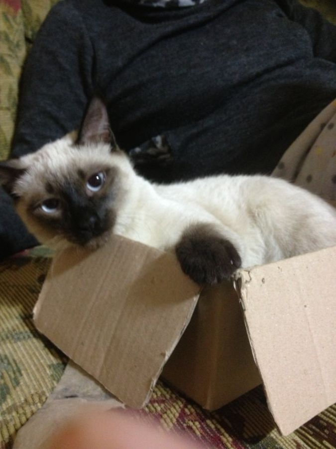 전세계에 몇 없는 희귀 견종_2.jpeg