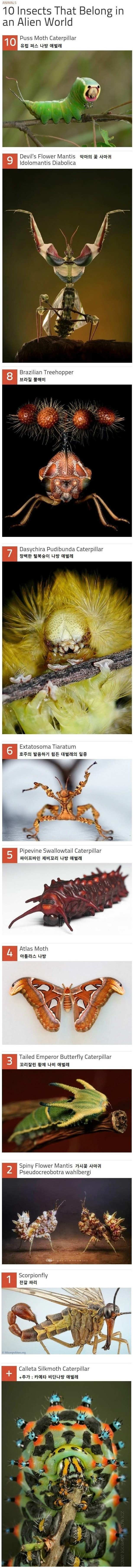 외계에서 온것 같은 곤충 10가지 .jpg.jpg