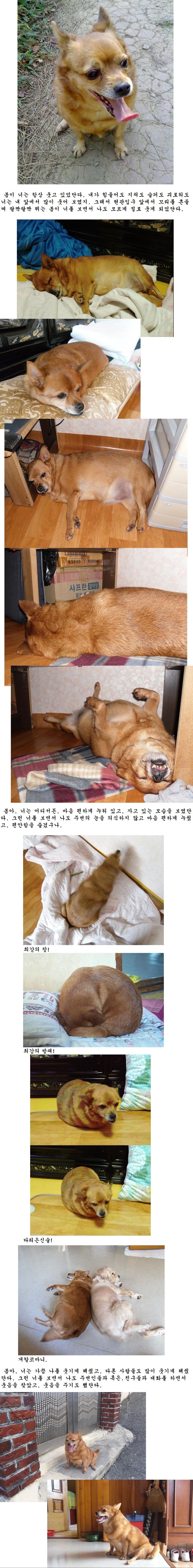 봄이를 떠나 보내며 글을 씁니다.2.jpg