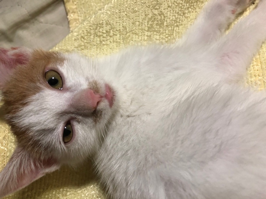 우리집 고양이 갈비뼈 가운데가 튀어나왔는데._1.jpeg