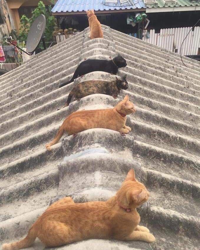 고양이 주차장_1.jpg