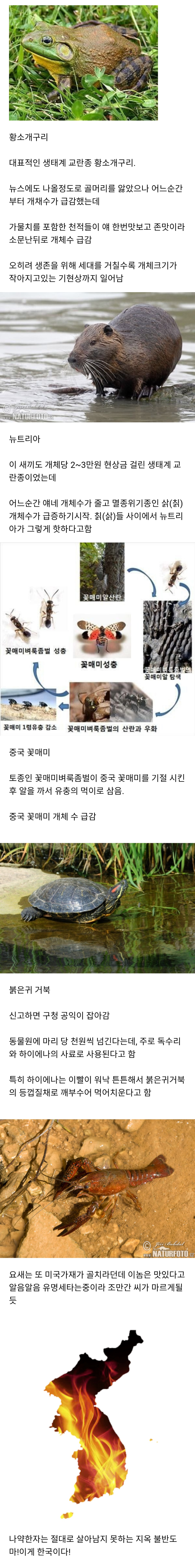 한국에서 외래종이 오래 못버티는이유_1.jpg