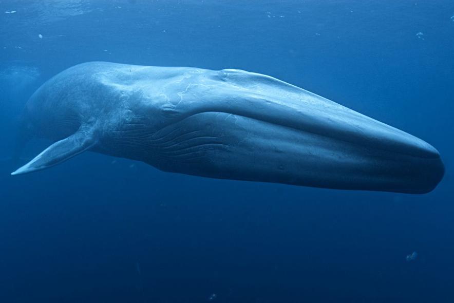 news_121219_bluewhale_fullsize.jpg