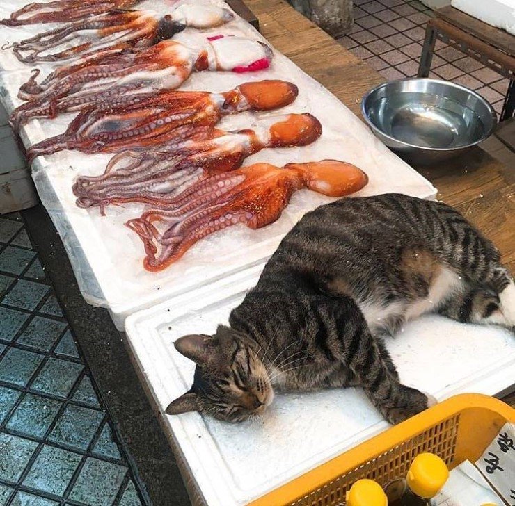시장 가게들 고양이 특징