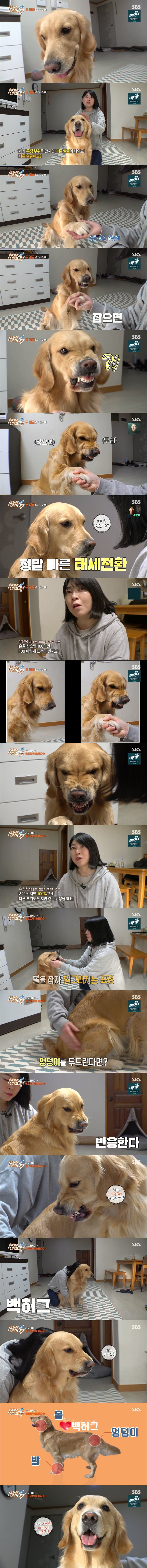 옐로카드 100장 한번에 쓰는 댕댕이.jpg_1.jpg