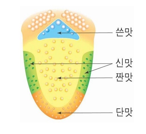 우리나라사람들이 잘못배운 유사과학.jpg_1.jpg