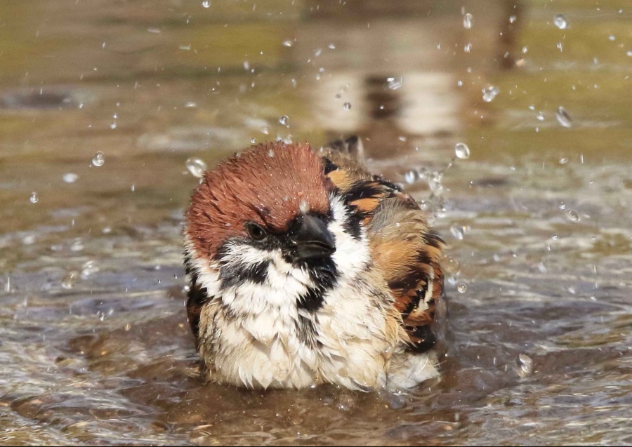 참새 목욕하는거 보구가_1.jpeg