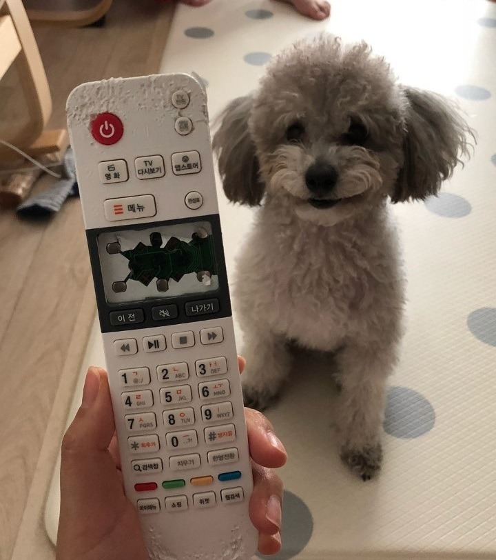 내 개껌이..._1.jpg