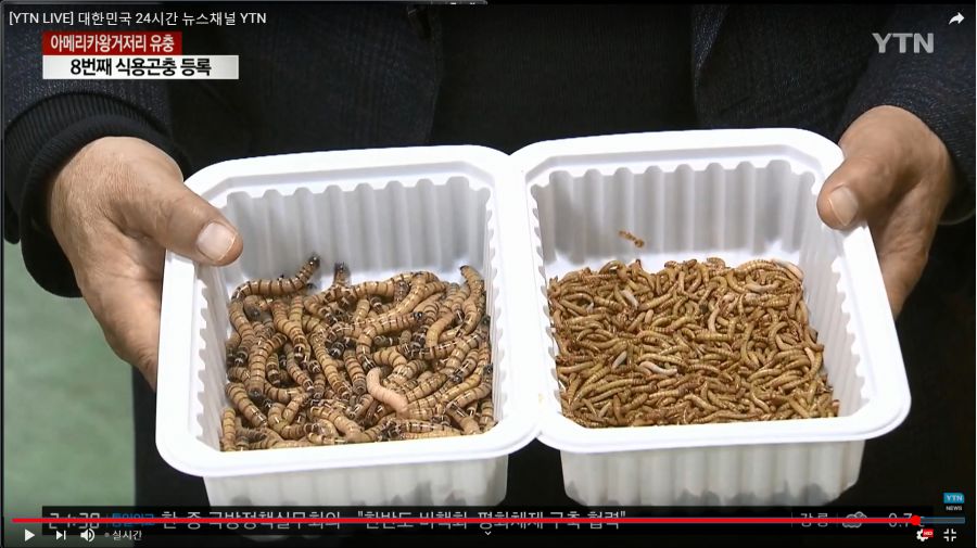 (약혐) 이번에 새로 등록된 식용곤충이라고함_1.jpg