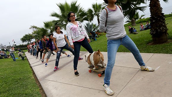 1447387598_longest_human_tunnel_travelled_through_by_a_skateboarding_dog_3_tcm25_405510.jpg