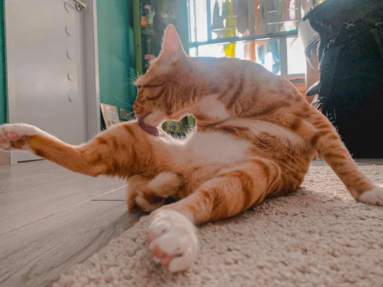 고양이 키우고싶다_1.jpg