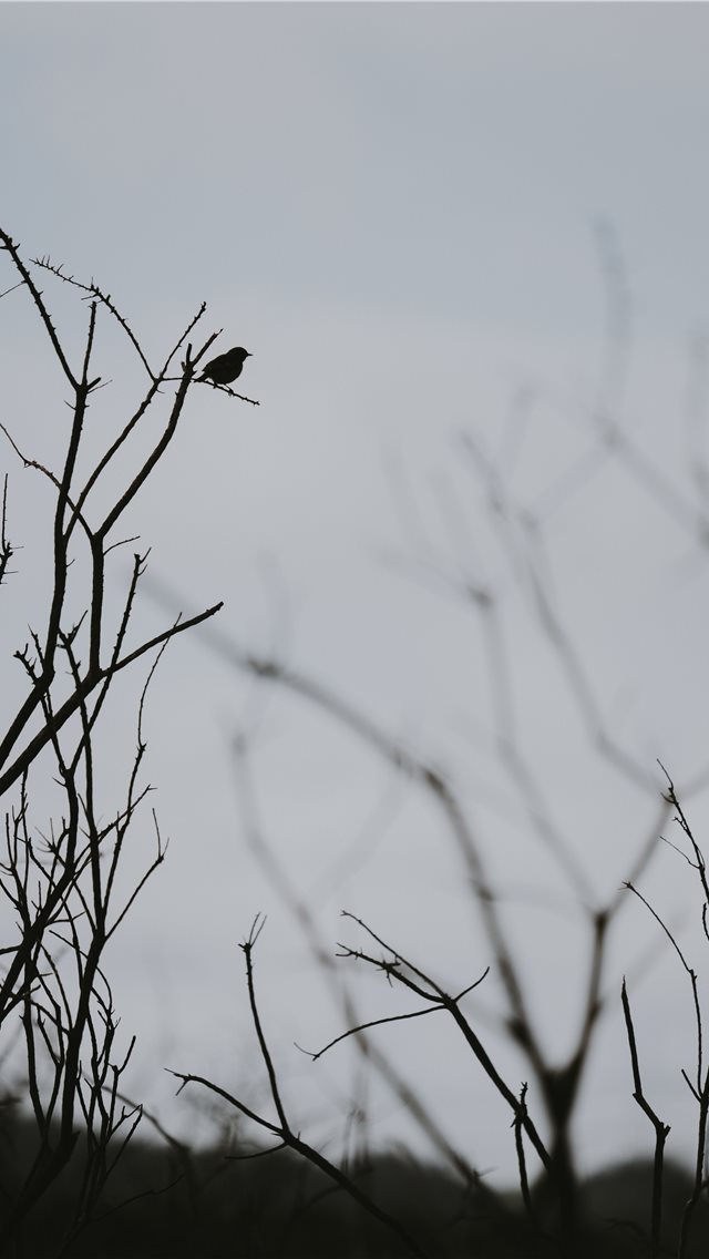 Silhouette-of-a-bird-perched-on-a-branch-iphone-wallpaper-ilikewallpaper_com.jpg