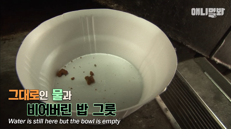 Screenshot_2020-01-24 벽 속에서 2년 만에 꺼낸 고양이 (치고는 통통한데 )ㅣ Cat Living Inside An Enclosed Wall With No Exit For 2 Years (10).png