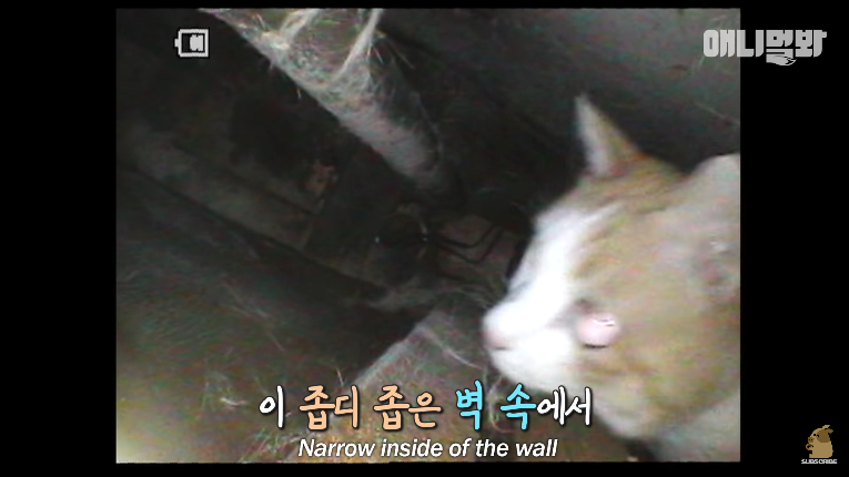 Screenshot_2020-01-24 벽 속에서 2년 만에 꺼낸 고양이 (치고는 통통한데 )ㅣ Cat Living Inside An Enclosed Wall With No Exit For 2 Years (13).png