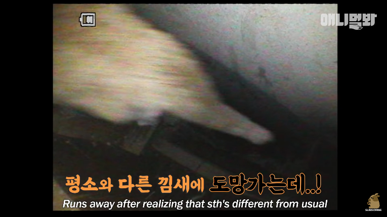 Screenshot_2020-01-24 벽 속에서 2년 만에 꺼낸 고양이 (치고는 통통한데 )ㅣ Cat Living Inside An Enclosed Wall With No Exit For 2 Years (20).png