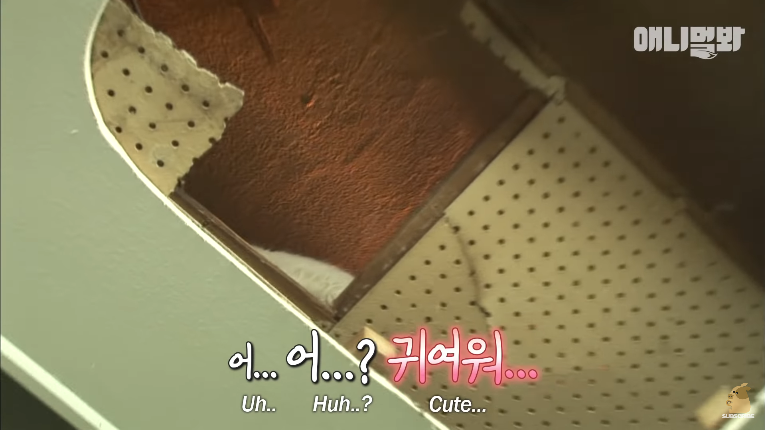 Screenshot_2020-01-24 벽 속에서 2년 만에 꺼낸 고양이 (치고는 통통한데 )ㅣ Cat Living Inside An Enclosed Wall With No Exit For 2 Years (30).png