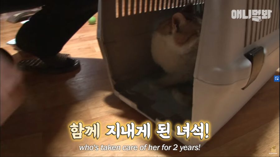 Screenshot_2020-01-24 벽 속에서 2년 만에 꺼낸 고양이 (치고는 통통한데 )ㅣ Cat Living Inside An Enclosed Wall With No Exit For 2 Years (35).png