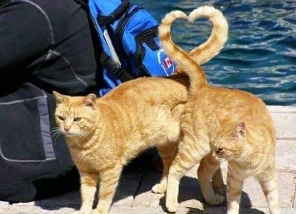 행운의 냥짤_1.jpeg