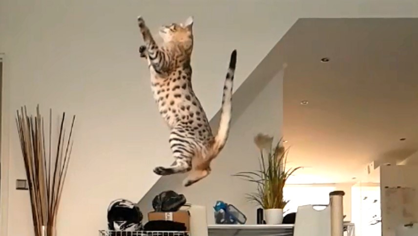 조던도 놀란 사바나 고양이의 점프 메인사진.jpg