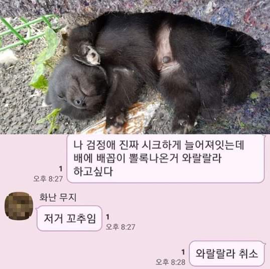 와랄랄라 가 무슨 뜻이냐?_1.jpg