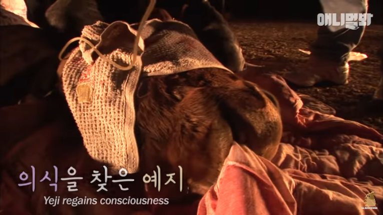 Screenshot_2020-02-17 말도 안되는 일이 일어났습니다 ㅣ What Happened To This Fainted Horse Slowly Dying (10).png