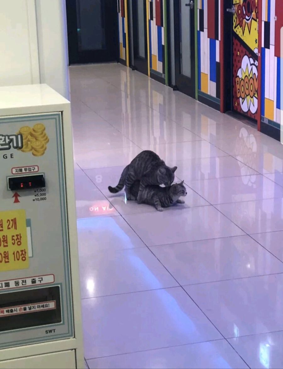 커요운 냥이쨜_1.jpg